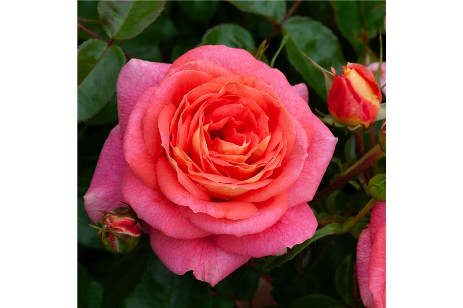 FLORIBUNDA STD